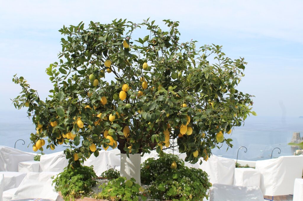 limoni, matrimonio mediterraneo