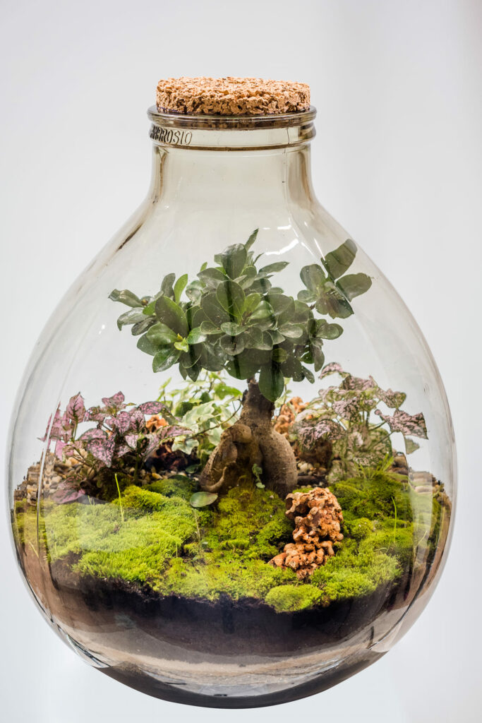 terrarium, bomboniere green